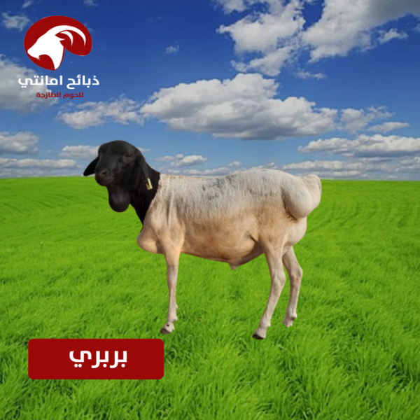 بربري