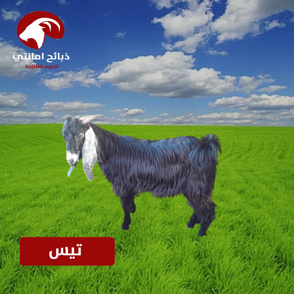 ذبائح أمانتي