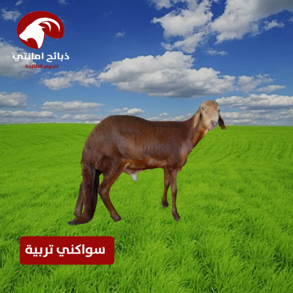 سواكني تربية